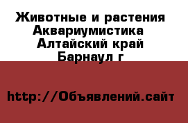 Животные и растения Аквариумистика. Алтайский край,Барнаул г.